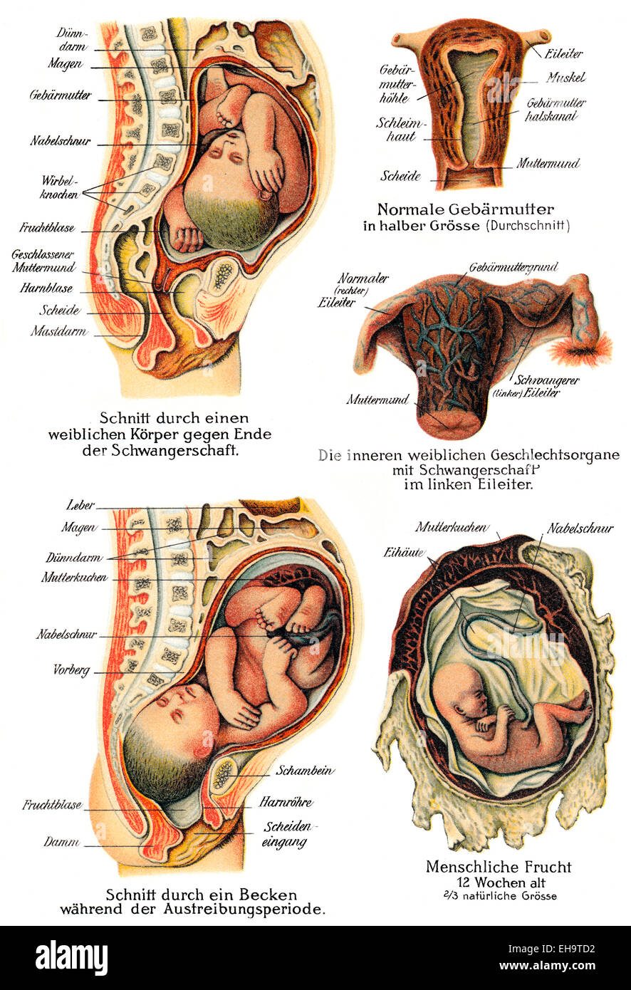 Schwangerschaft, Gesundheit Ratgeber, 19. Jahrhundert, Stockfoto