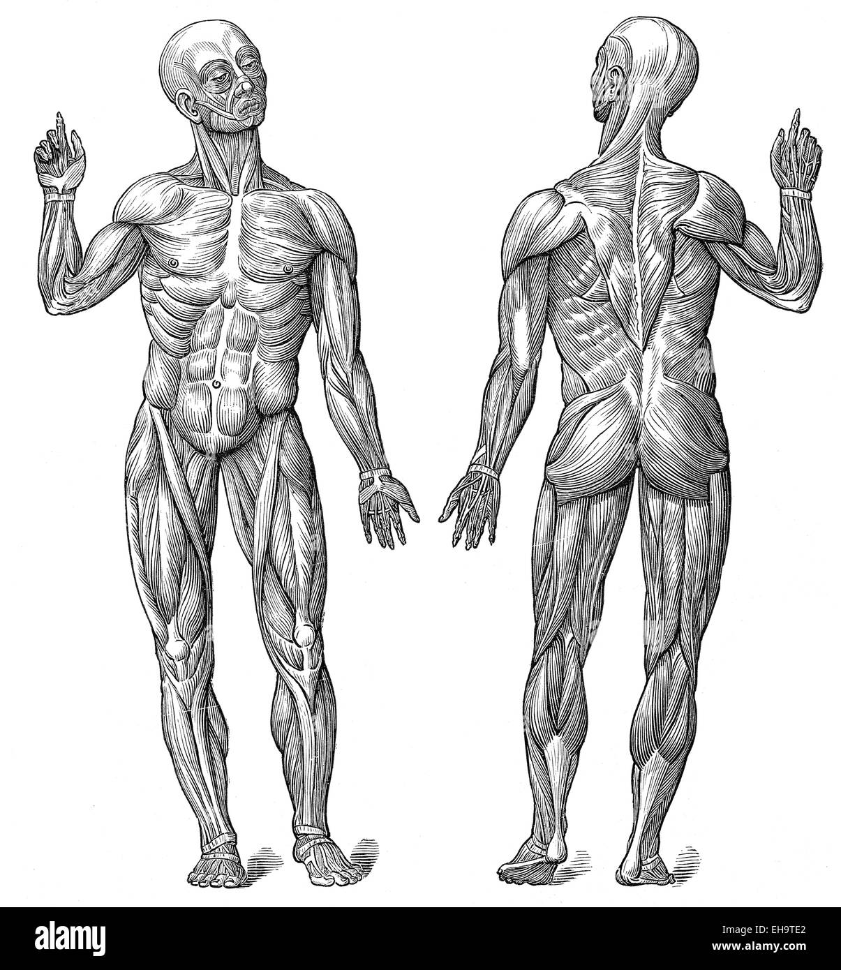 menschliche Muskeln, Gesundheit Ratgeber, 19. Jahrhundert Stockfoto