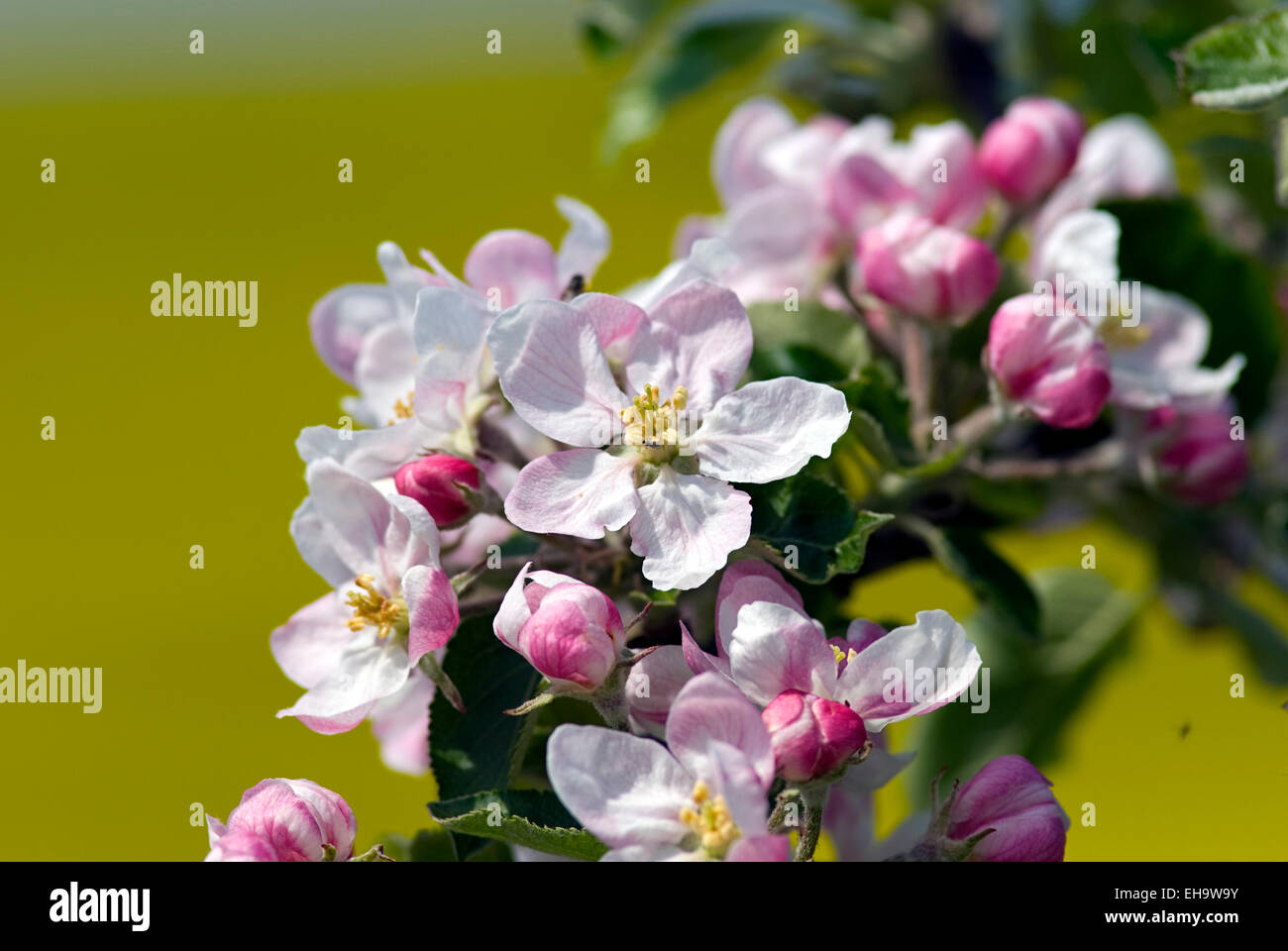 Apfelblüte-Makro Stockfoto