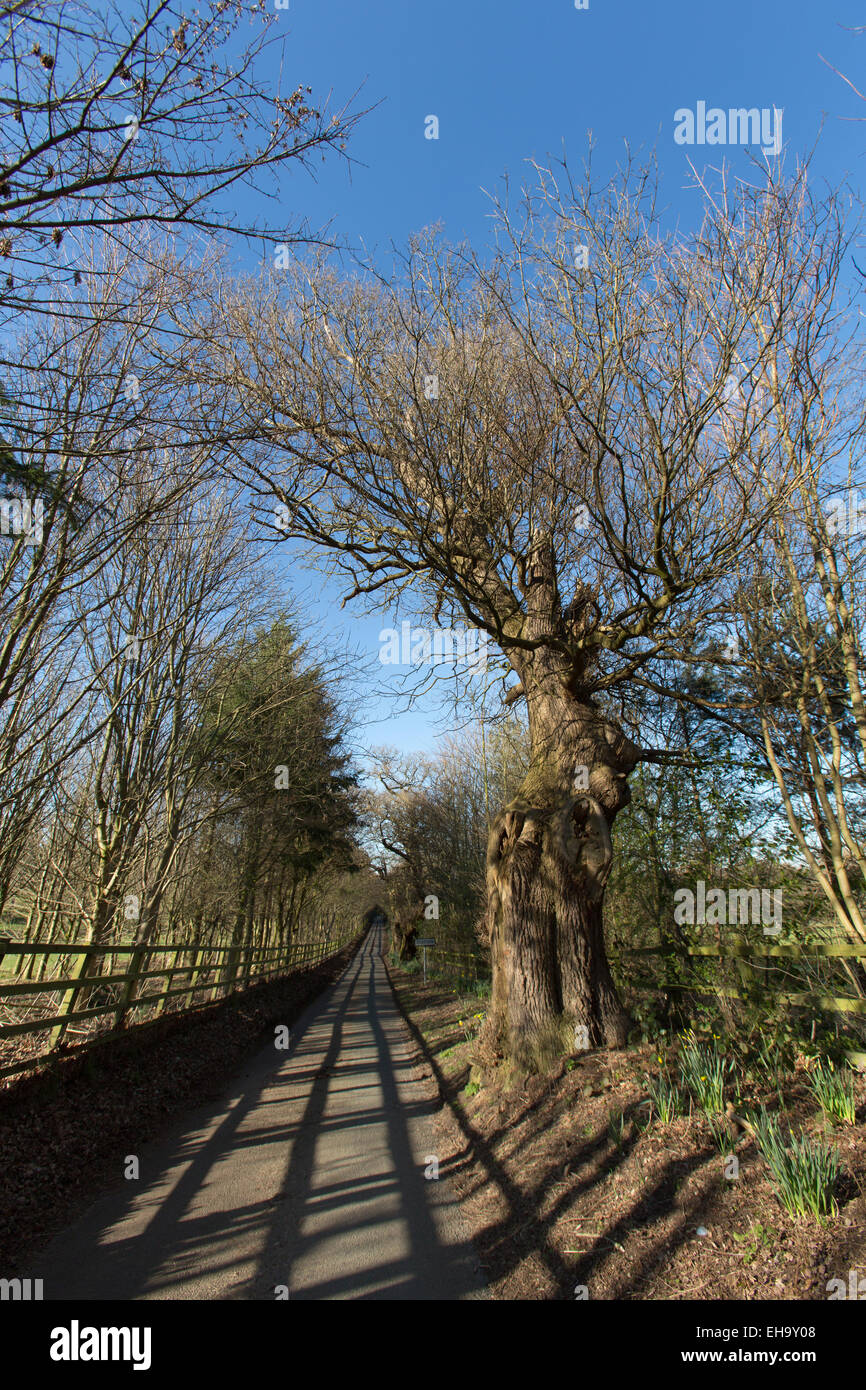 Dorf Clutton, Cheshire, England. Die schmalen Fahrbahn zwischen höheren Carden und das Dorf Clutton. Stockfoto