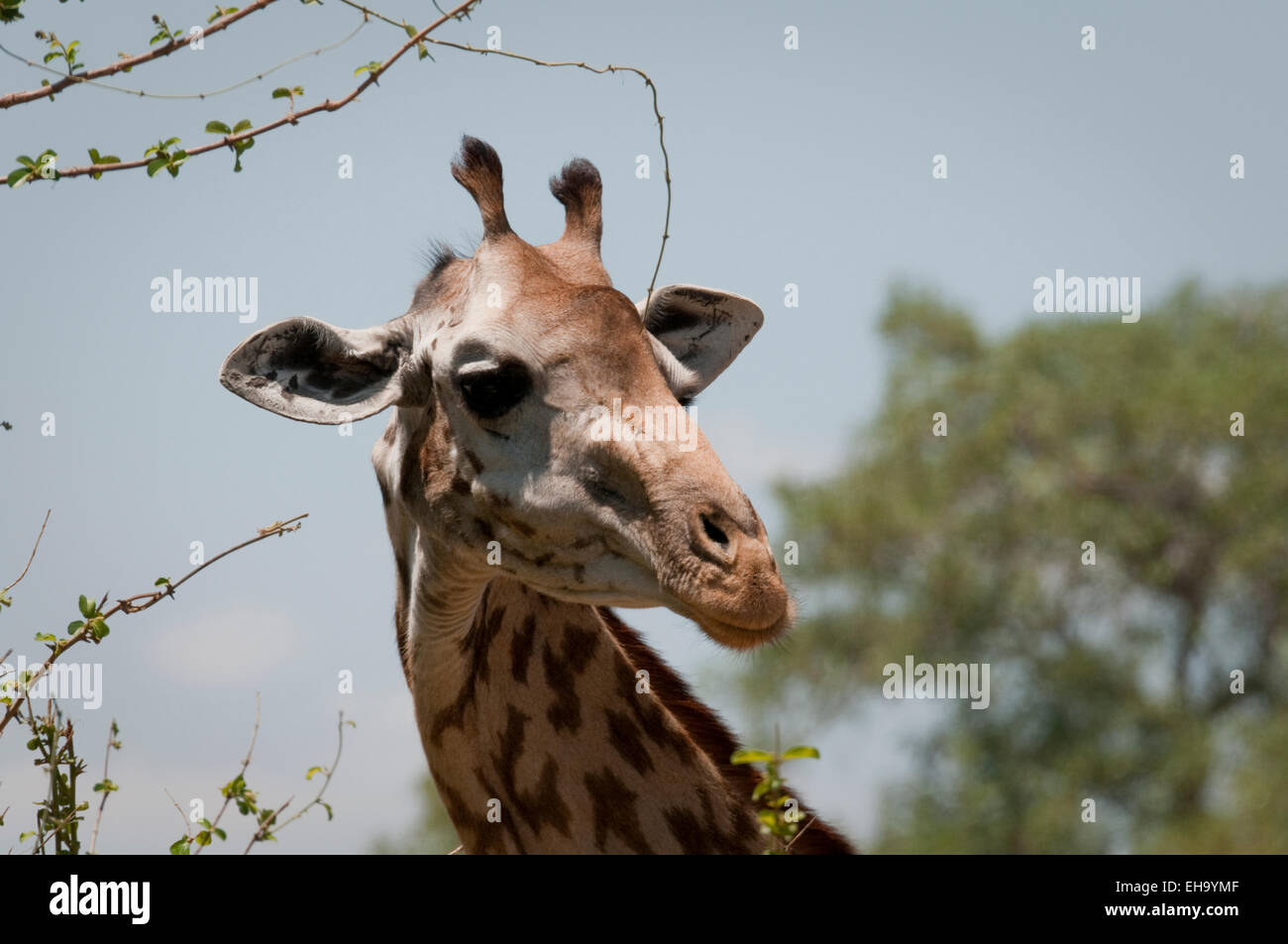 Kopfschuss Masai-Giraffe aus Busch durchsuchen Stockfoto