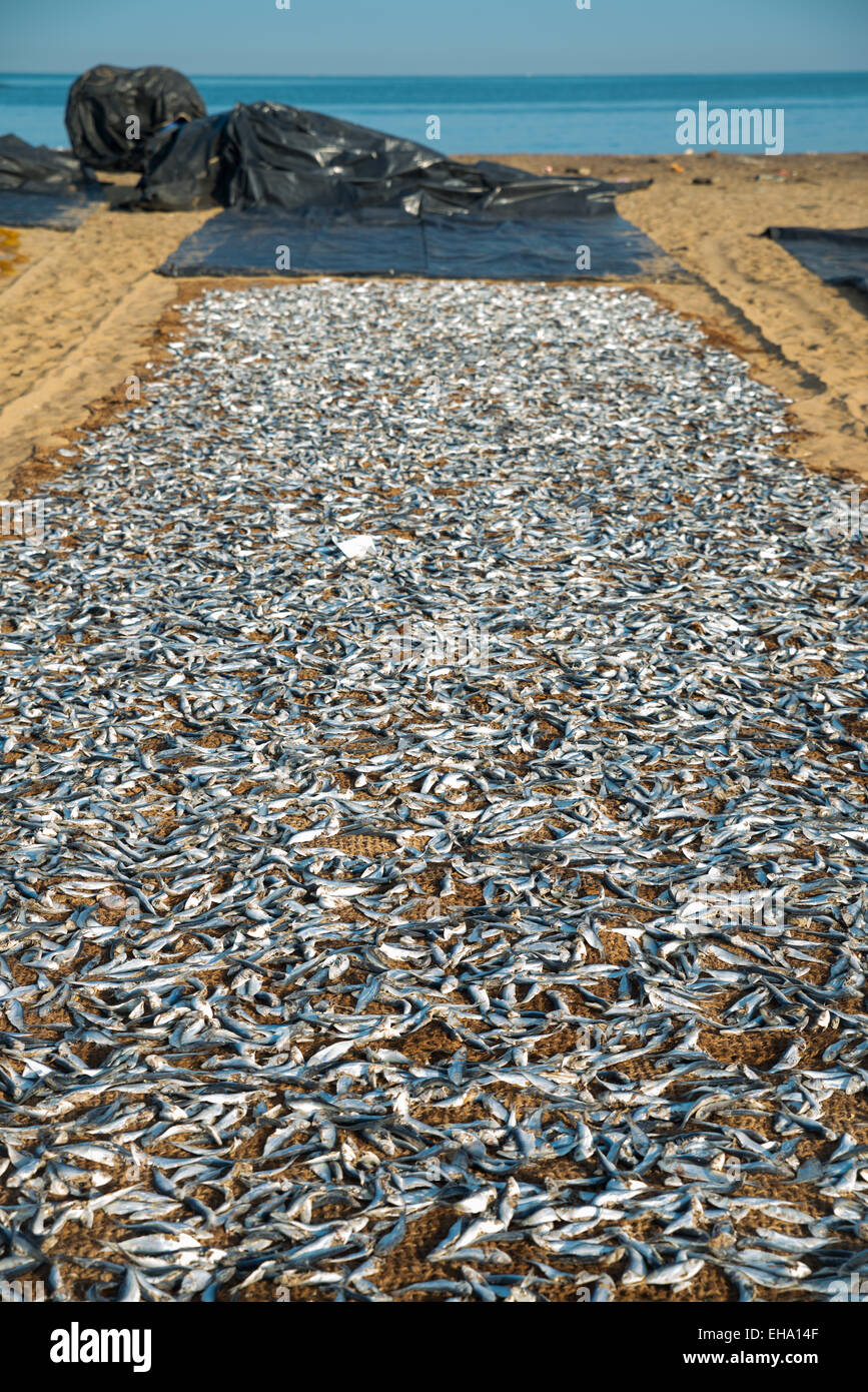 Gesalzener Fisch zum Trocknen ausgelegt. Negombo Fisch Markt, Sri Lanka, Asien Stockfoto