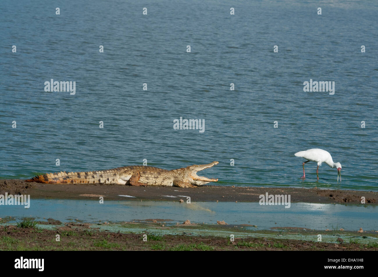 Nil-Krokodil und afrikanischer Löffler auf trockenen Bereich im Rufigi Fluss-Croc Mund zu öffnen, um sich abzukühlen Stockfoto