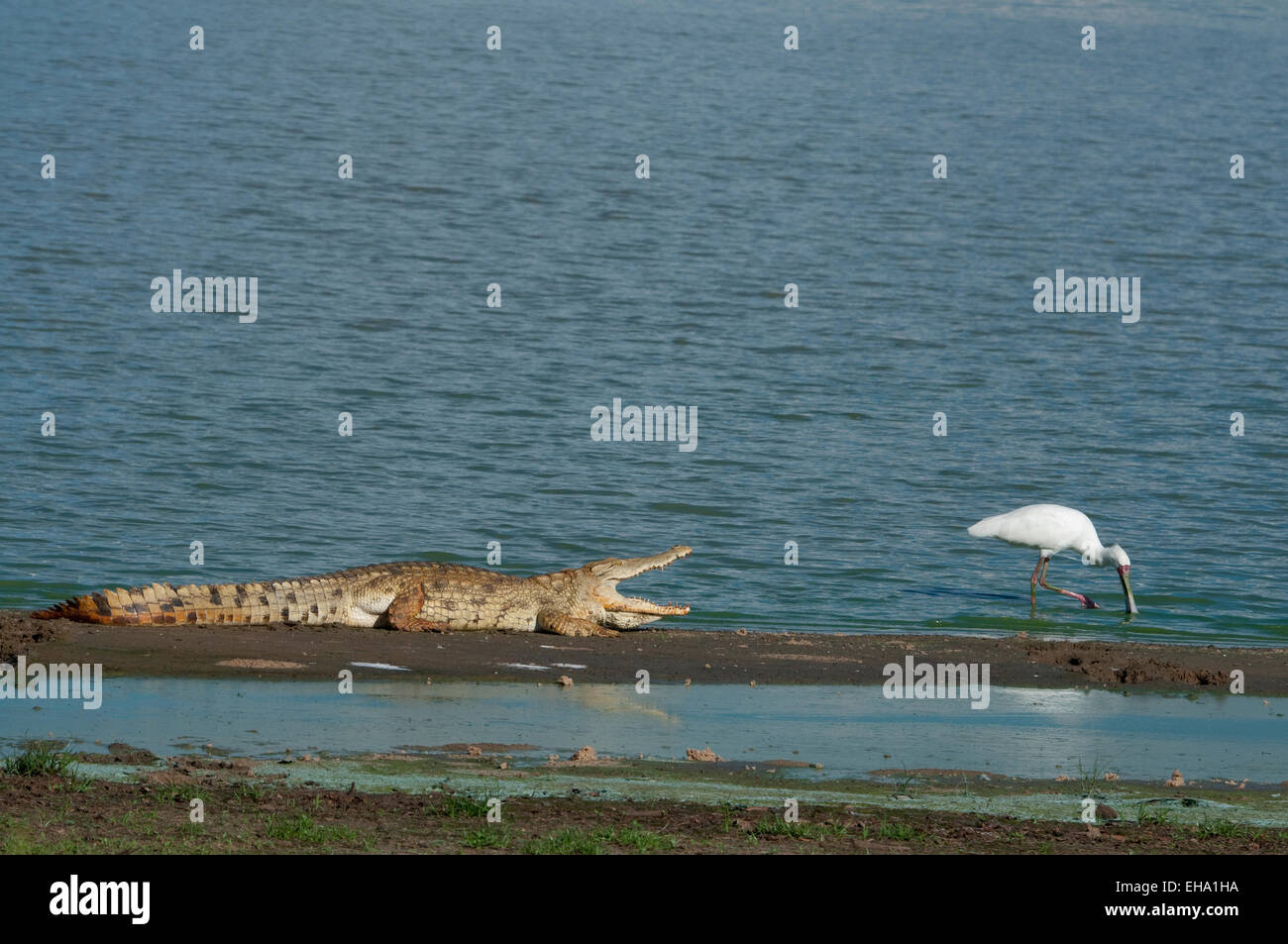 Nil-Krokodil und afrikanischer Löffler auf trockenen Bereich im Rufigi Fluss-Croc Mund zu öffnen, um sich abzukühlen Stockfoto