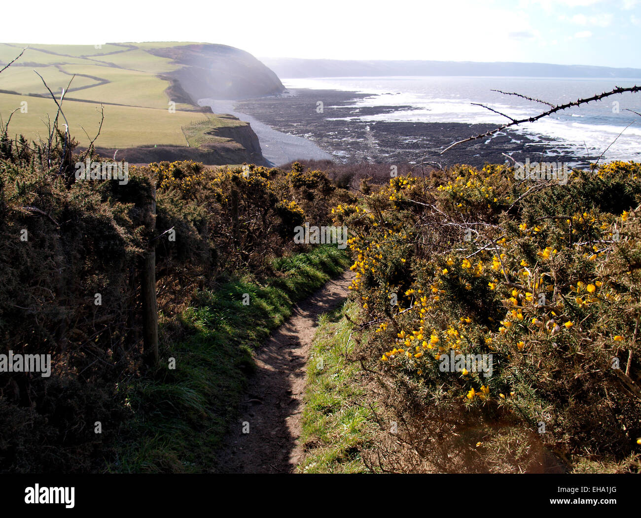 Ginster wächst entlang der Südwest-Küste-Weg in der Nähe von Westward Ho!, Devon, UK Stockfoto