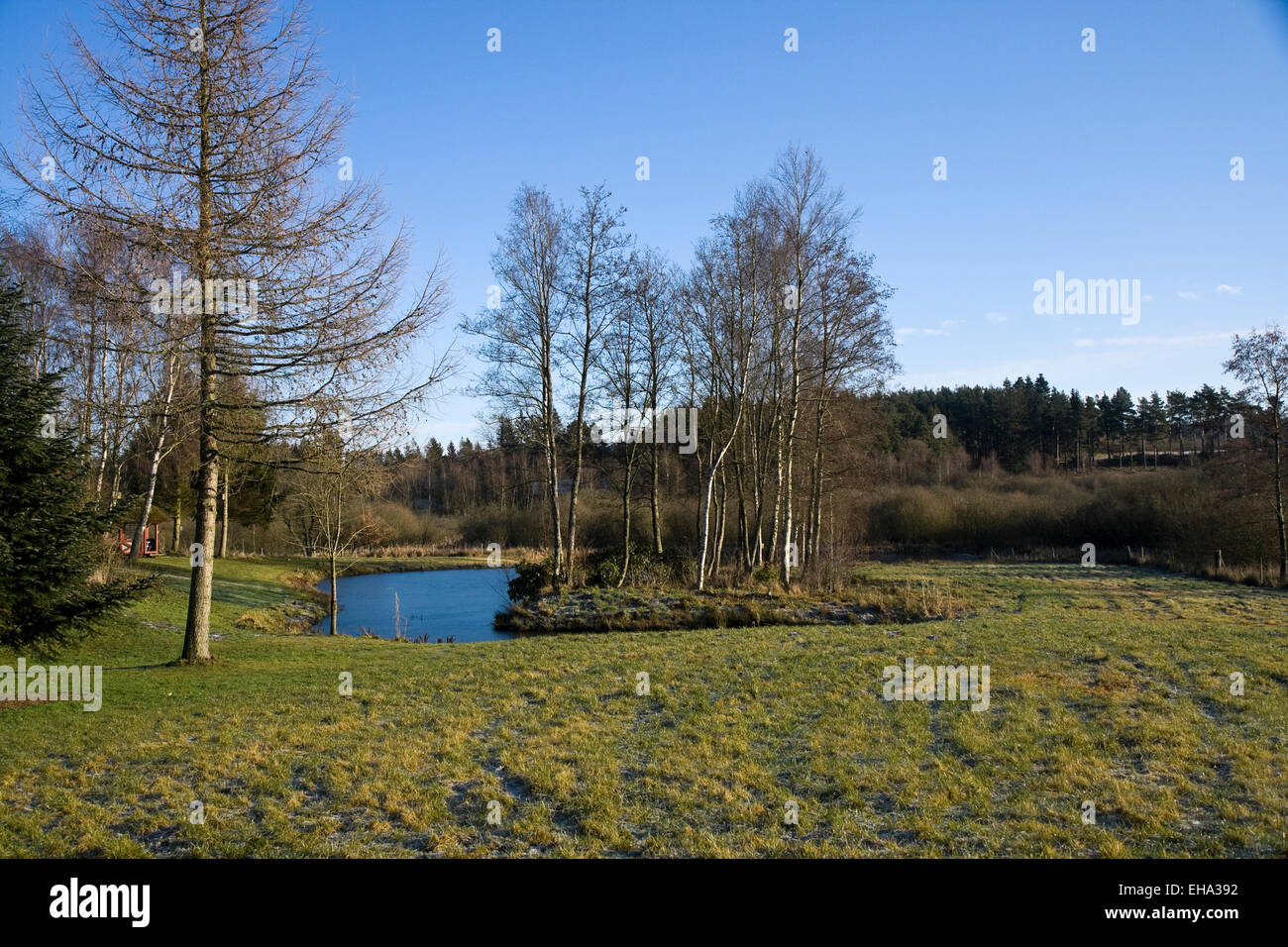 Teich im wald Fotos und Bildmaterial in hoher Auflösung Alamy