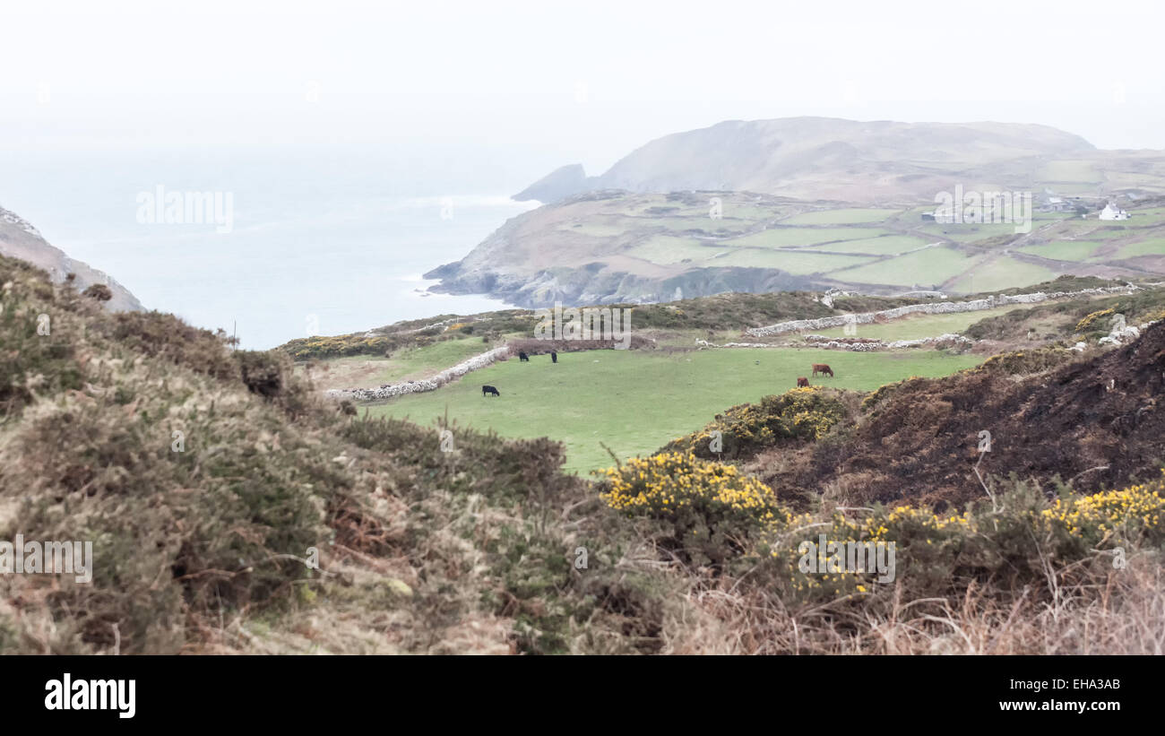 Cape Clear Island, Irland Stockfoto