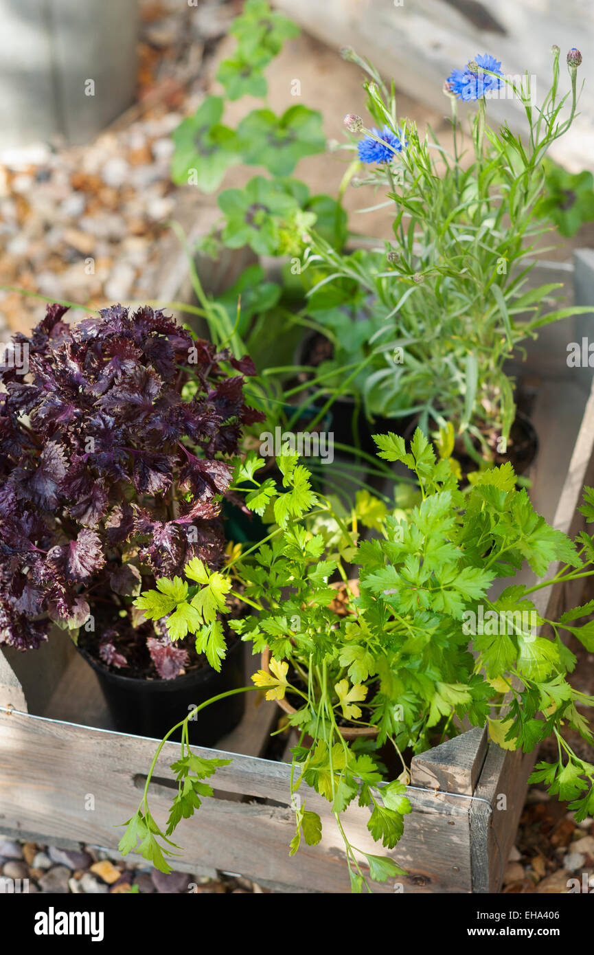 Kräuter und Salat bereit, in einem Cotswold Cottage Garten, England, UK gepflanzt werden. Stockfoto