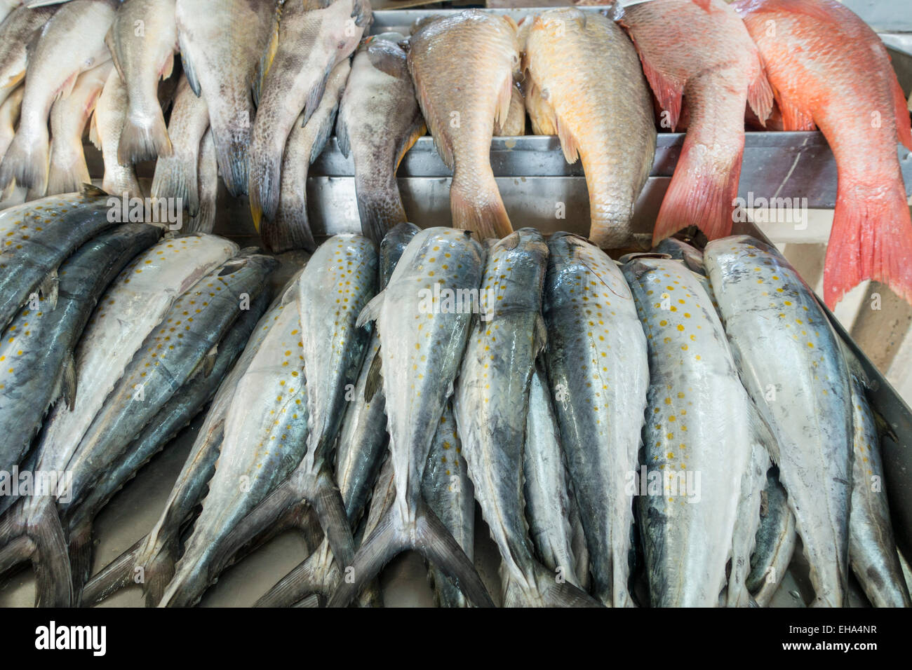 Seafood Market in Panama City Panama Stockfoto