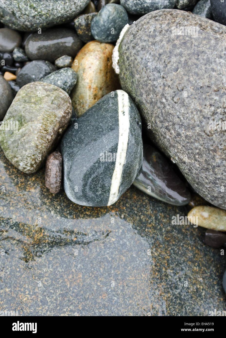 Regen-nassen Strand Steinen im Acadia National Park, Maine. Stockfoto