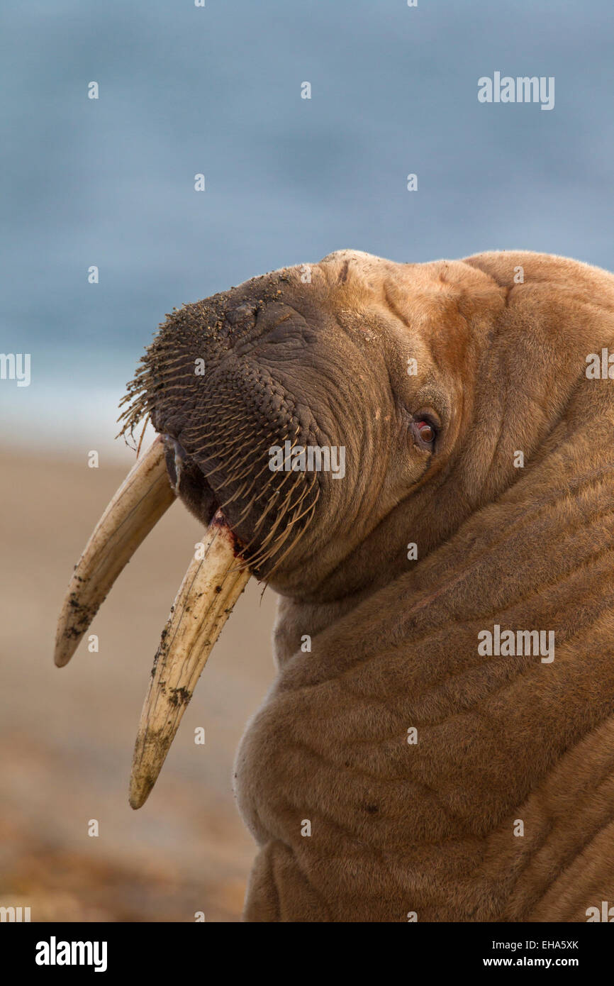 Walross (Odobenus Rosmarus) Nahaufnahme Portrait von Bull mit großen Stoßzähnen Stockfoto