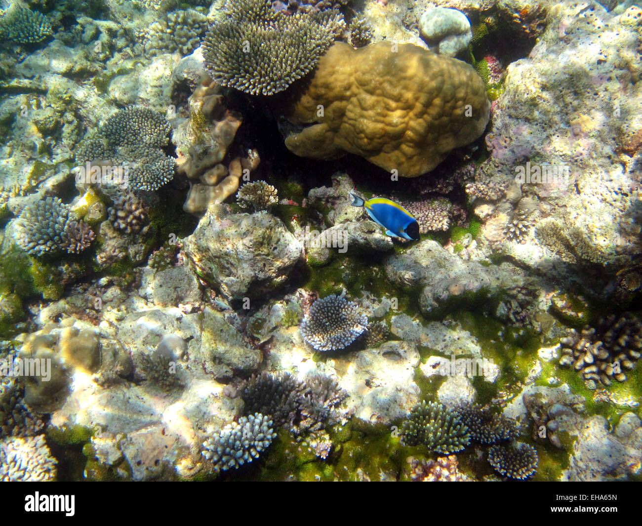 Powderblue Doktorfisch auf ein Korallenriff auf den Malediven Stockfoto