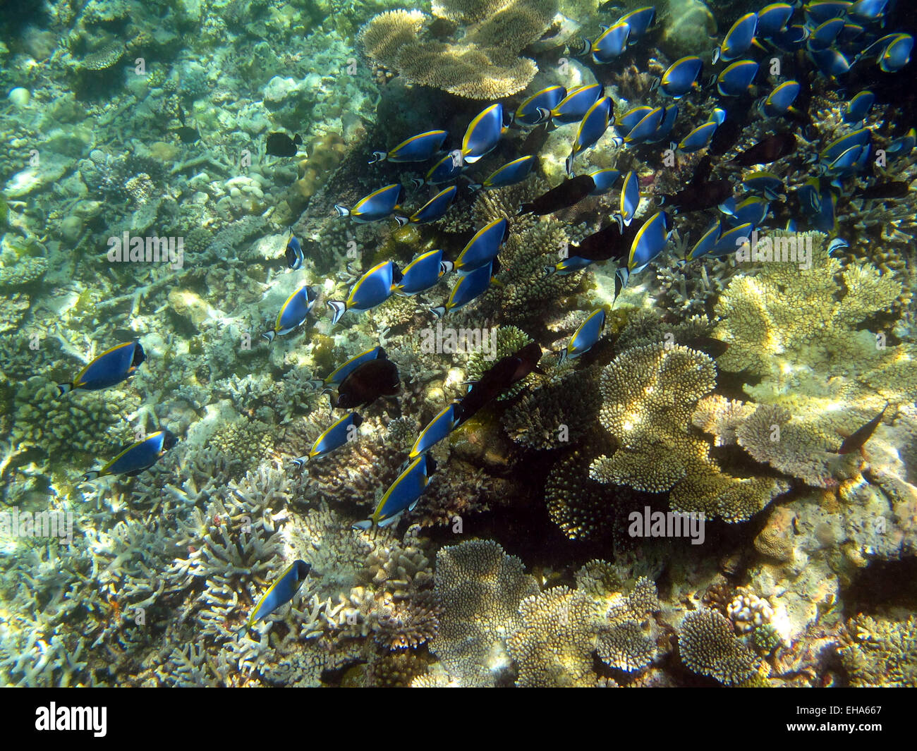 Ein Schwarm von Powder Blue und Auge-Streifen (schwarz)-Doktorfisch auf ein Korallenriff auf den Malediven Stockfoto