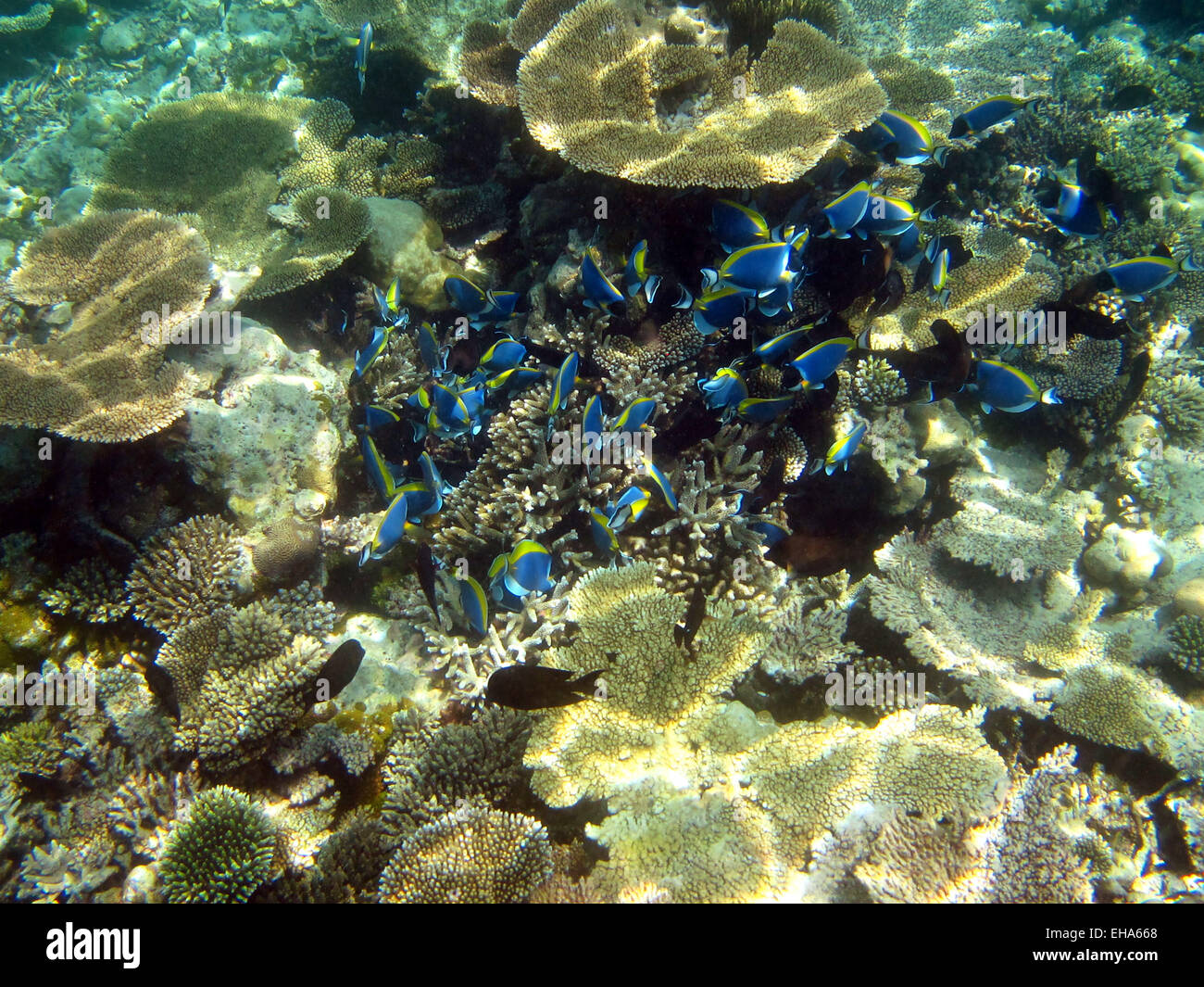 Ein Schwarm von Powder Blue und Auge-Streifen (schwarz)-Doktorfisch auf ein Korallenriff auf den Malediven Stockfoto