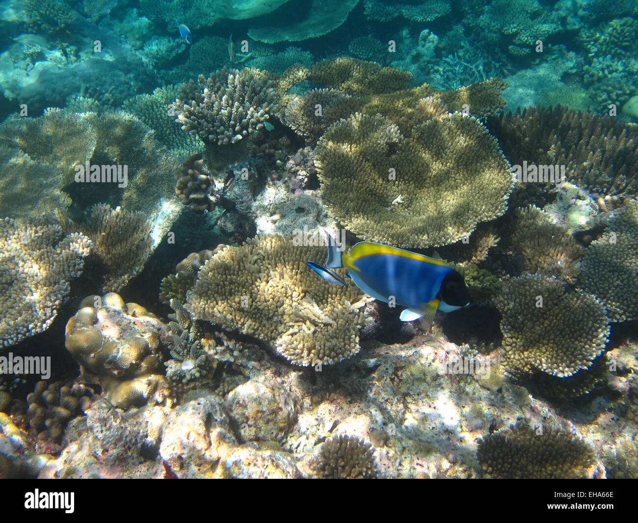 Powderblue Doktorfisch und blau gestreifte Sabretooth Blenny an einem Korallenriff auf den Malediven Stockfoto