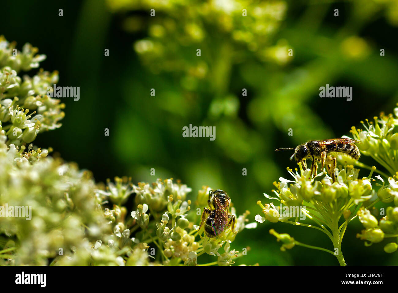 Fliegende Biene Stockfoto