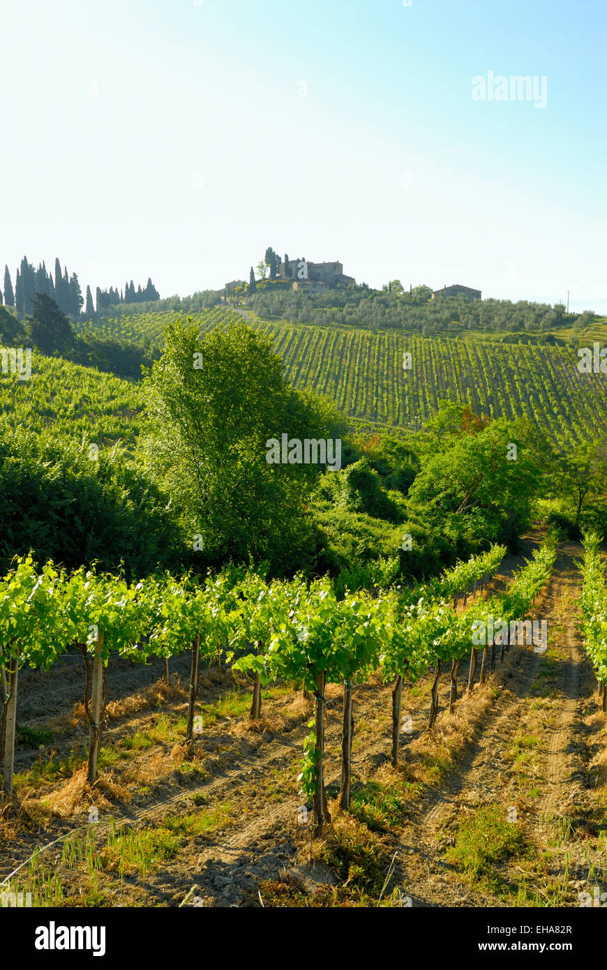 Weinberg im Frühjahr, in der Nähe von San Gimignano, Toskana, Italien Stockfoto