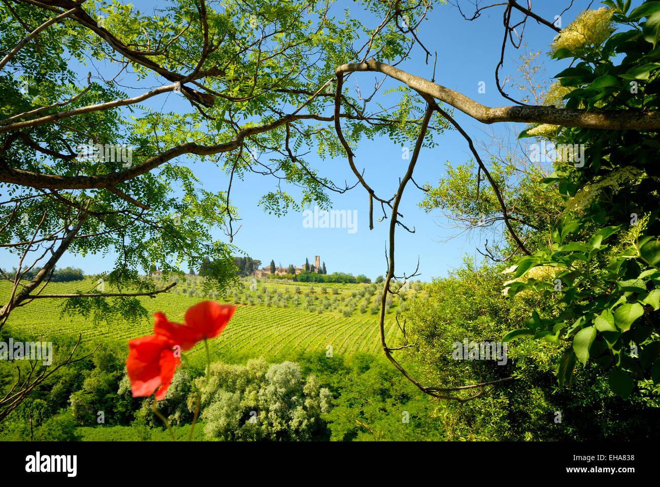 Monte Oliveto Bauernhof mit Kirche und die umliegenden Weinberge und Olivenhaine, zwischen Santa Lucia und San Gimignano, Toskana, Italien Stockfoto