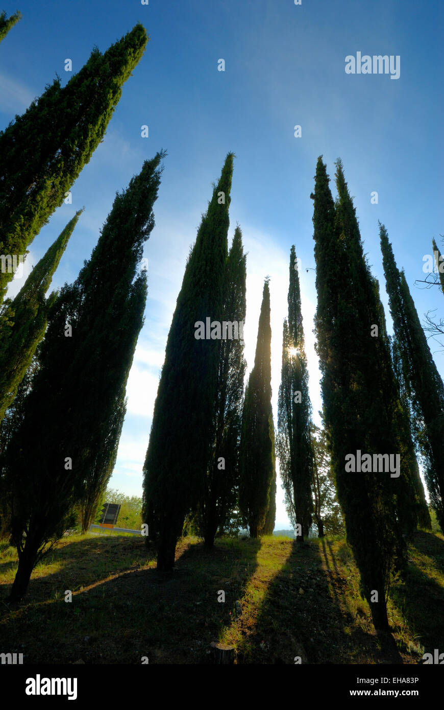 Niedrigen Winkel Blick auf Zypressen gegen blauen Himmel, Toskana, Italien Stockfoto
