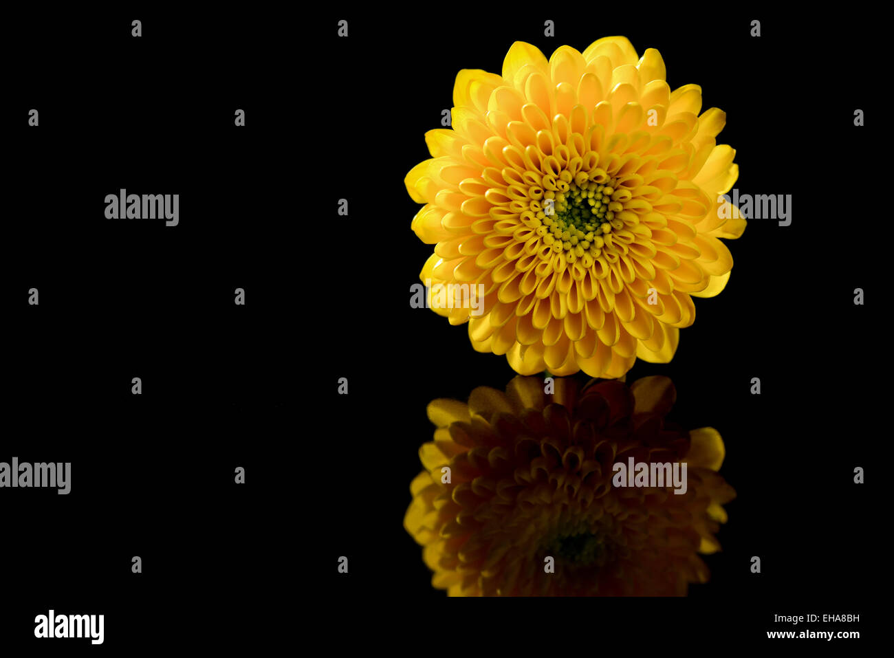 Gelbe Blume auf Reflexion auf schwarzem Hintergrund isoliert Stockfoto