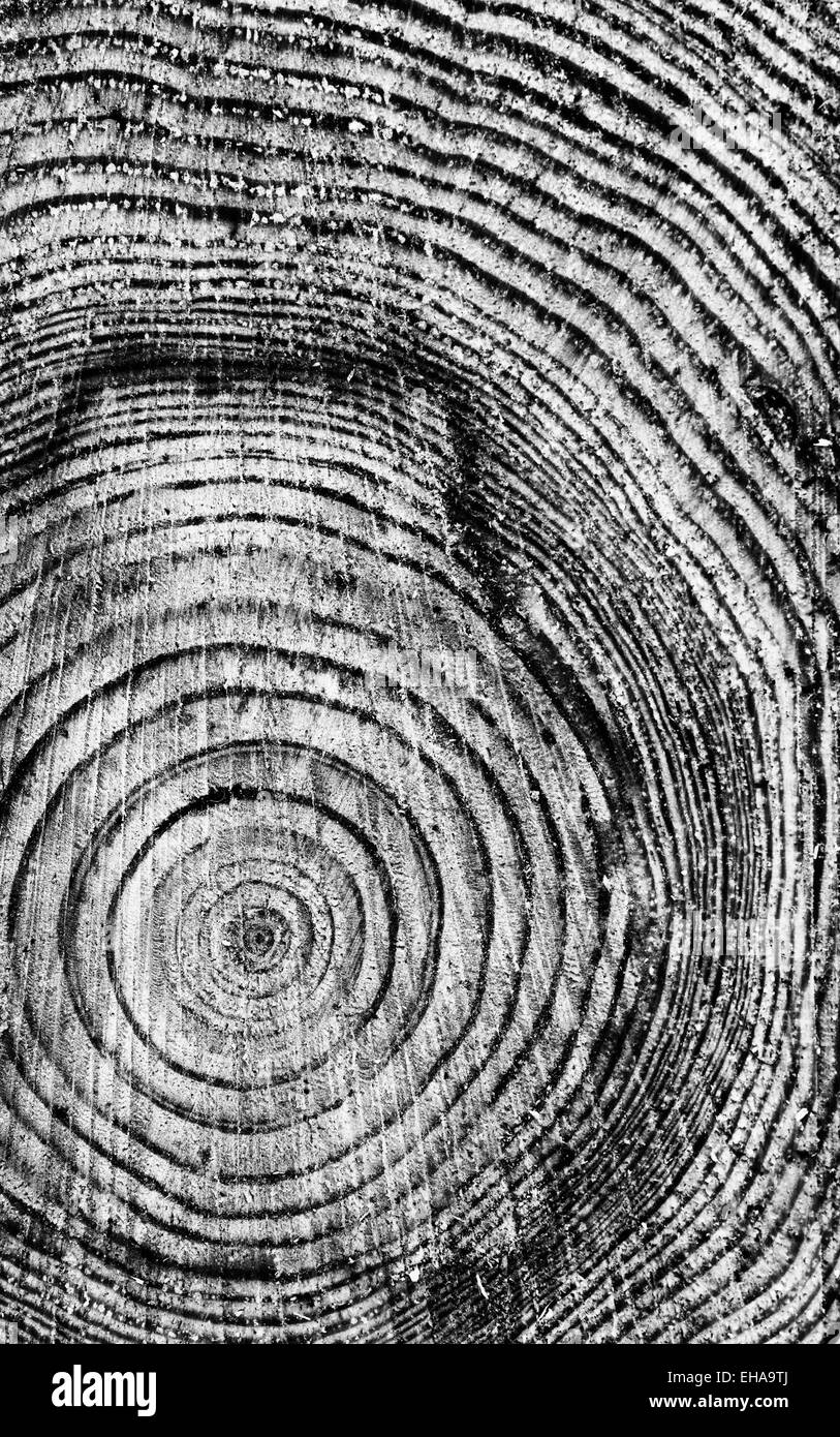 Kiefer Baumringe. Gesägten Baum-Stamm-Muster. Monochrom Stockfoto