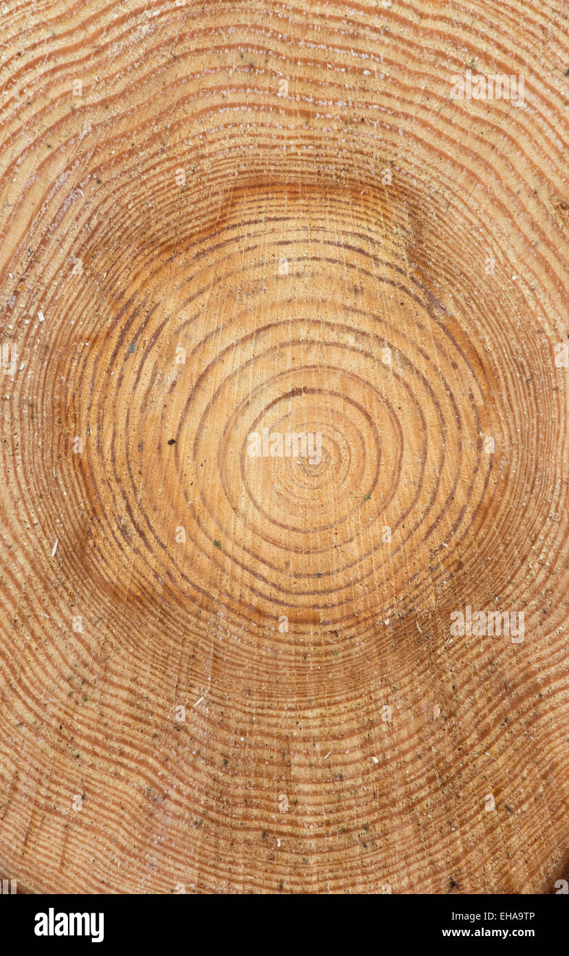 Kiefer Baumringe. Gesägten Baum-Stamm-Muster Stockfoto