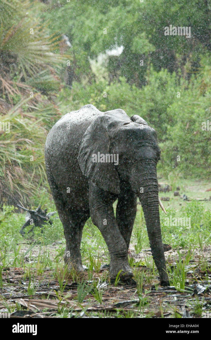 Elefant im Wald, Fütterung bei Regen Stockfoto