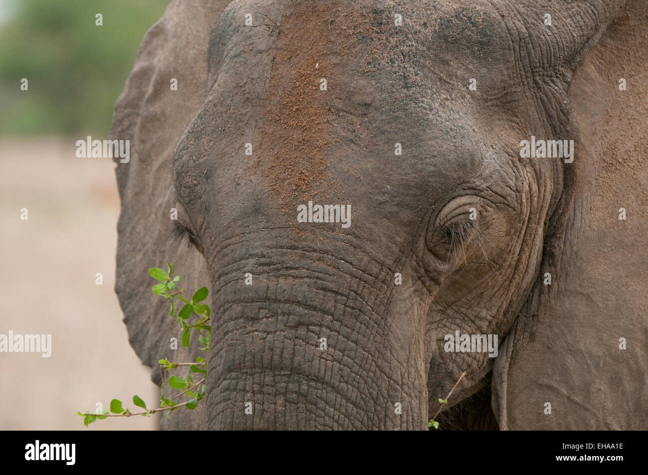 Afrikanischer Elefant-Nahaufnahme des Kopfes geschossen Stockfoto