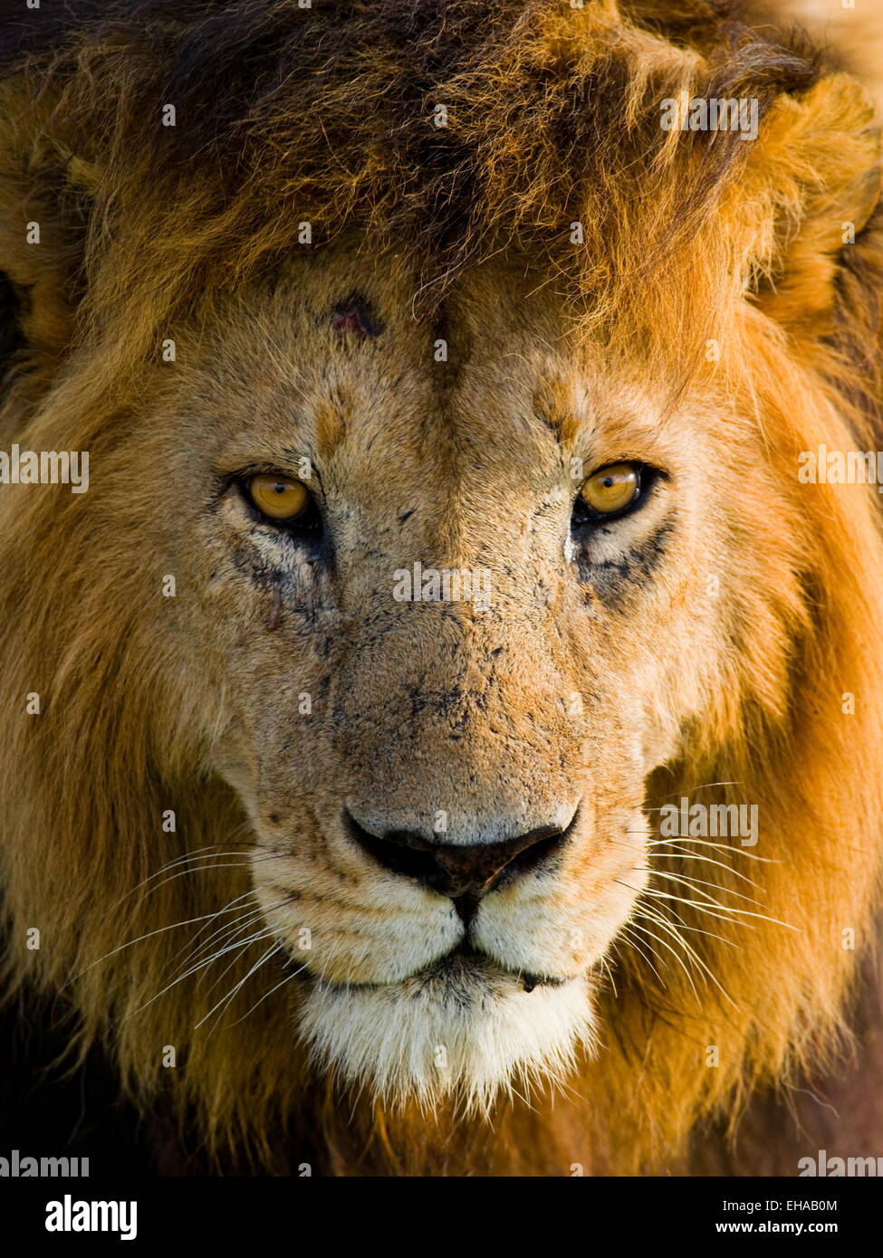 Porträt eines männlichen Löwen. Kenia. Tansania. Maasai Mara. Serengeti. Stockfoto