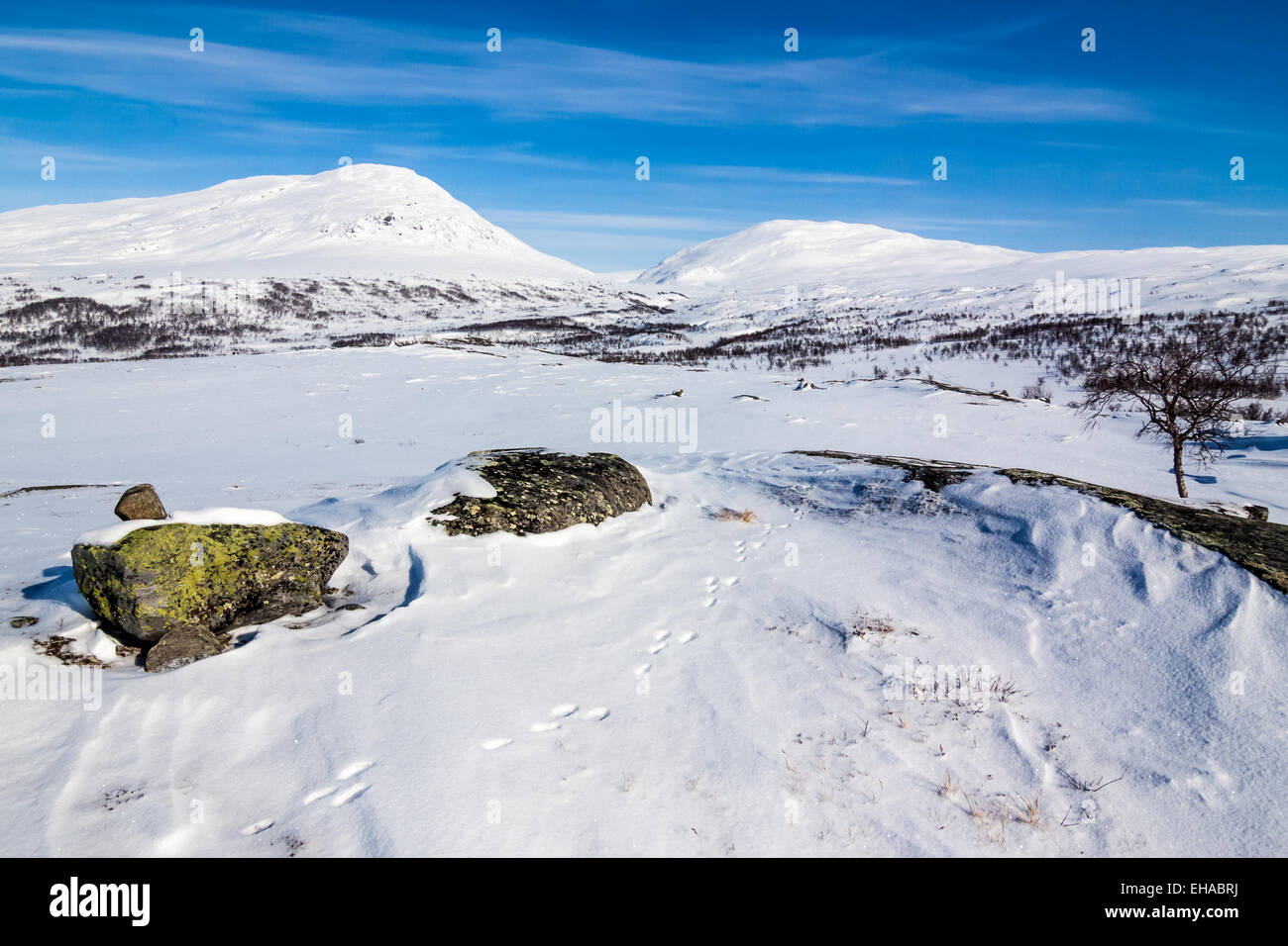 Bergwege Hase Stockfoto