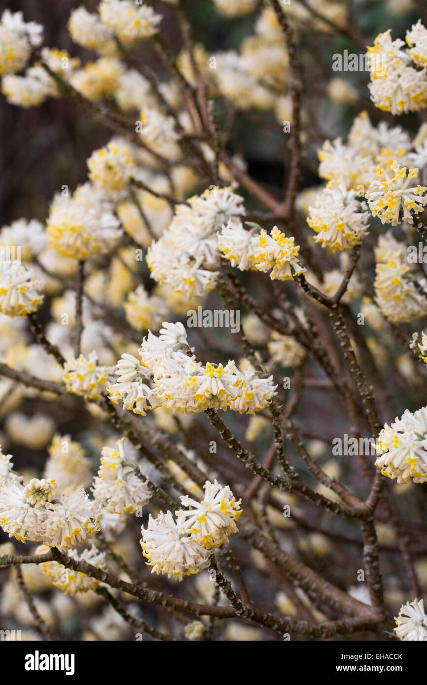 Edgeworthia Chrysantha 'Grandiflora' Blumen. Stockfoto