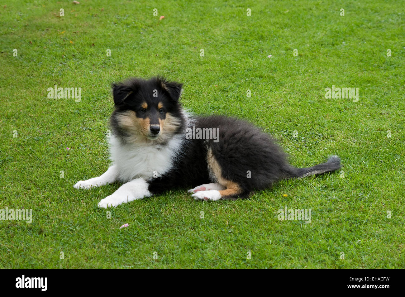 Tri-Color Rough Collie Welpen liegen auf dem Rasen. Stockfoto