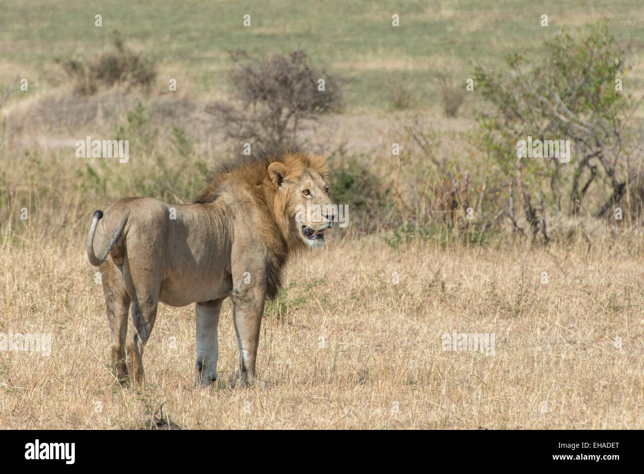 Serengeti NP, Löwe Stockfoto