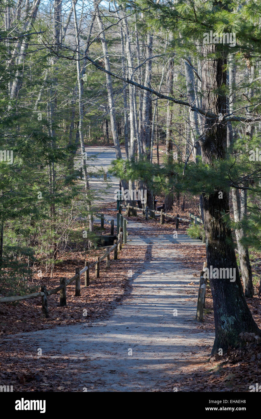 Trail im Wald Stockfoto