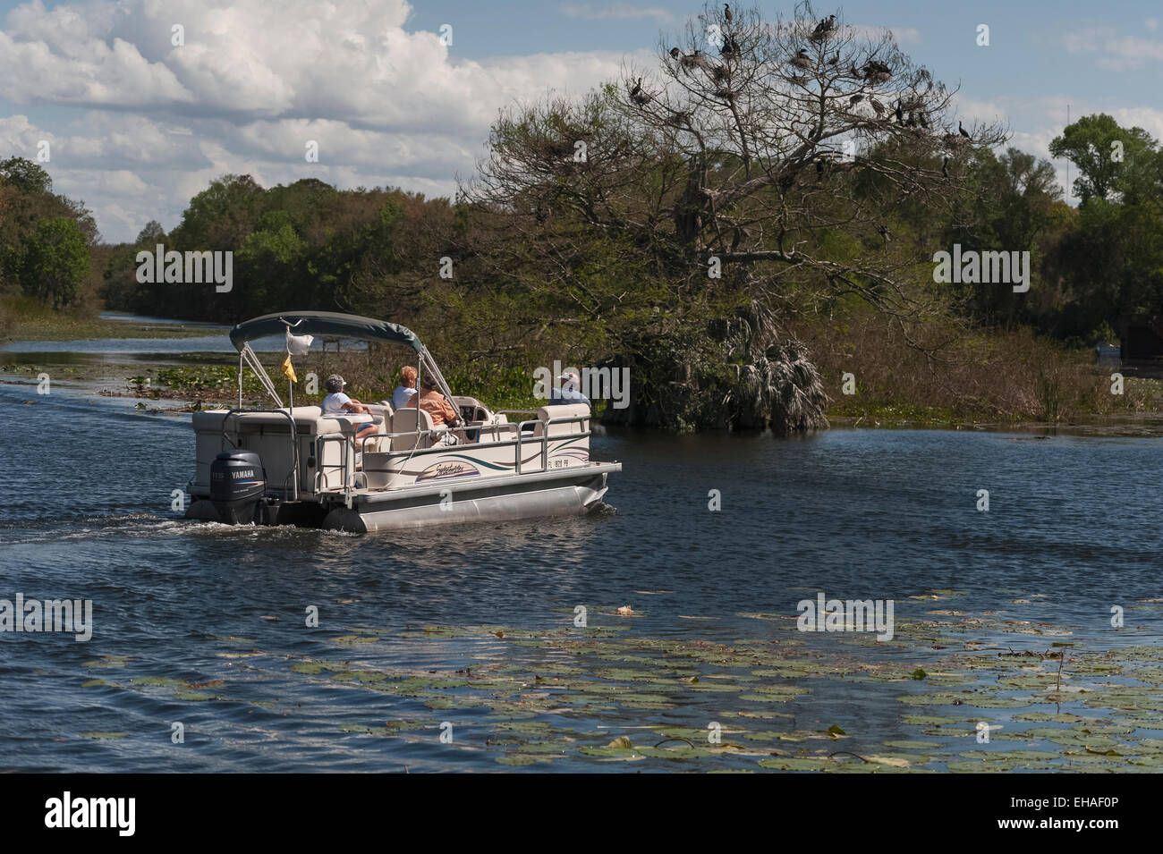 Tourist in einem Ponton-Boot anzeigen ein Vogel Rookery Haines Creek River in Zentral-Florida-USA Stockfoto