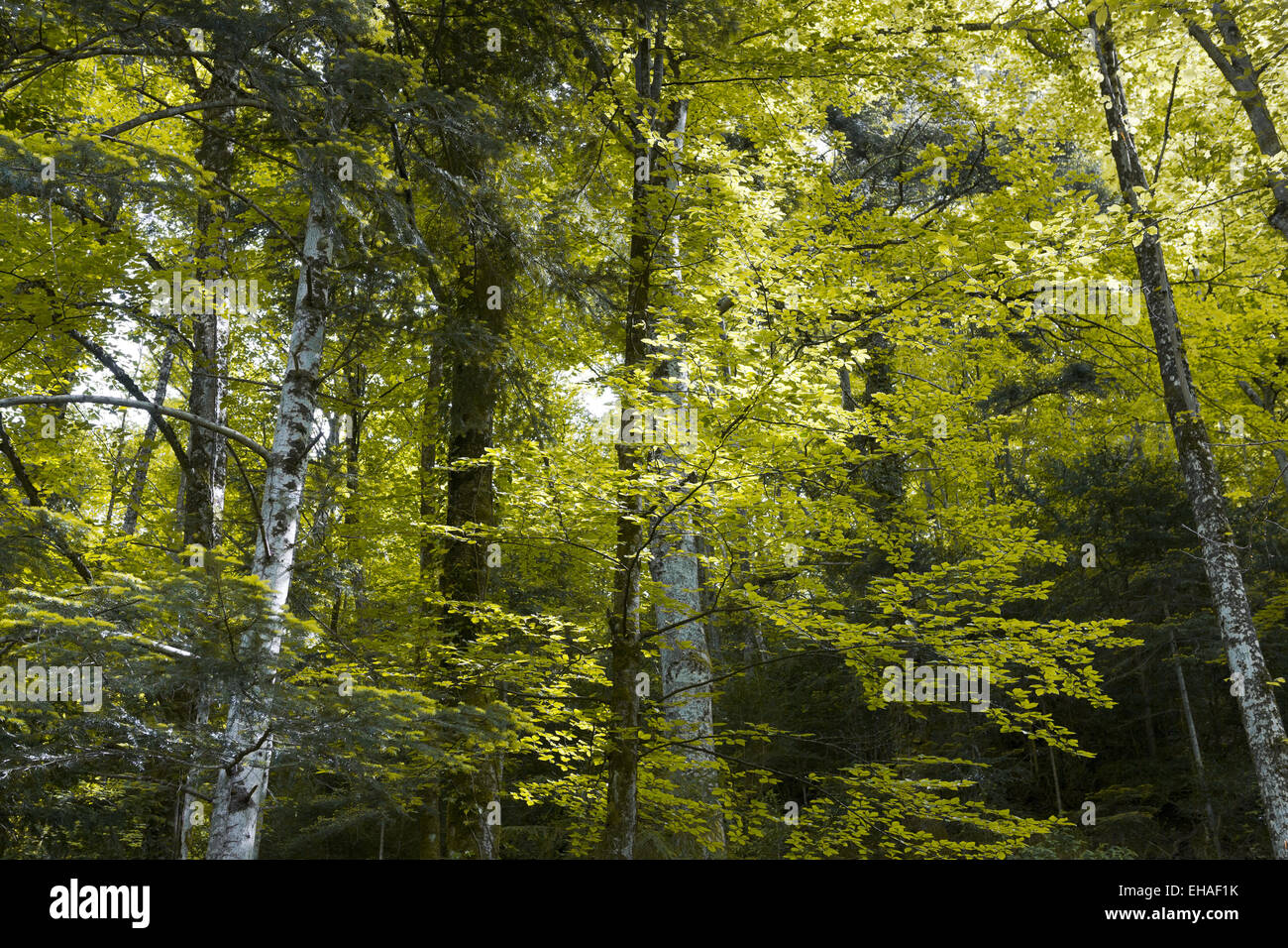 Birch Forest, forêt de Saou, Drôme, Rhône-Alpes, Frankreich Stockfoto