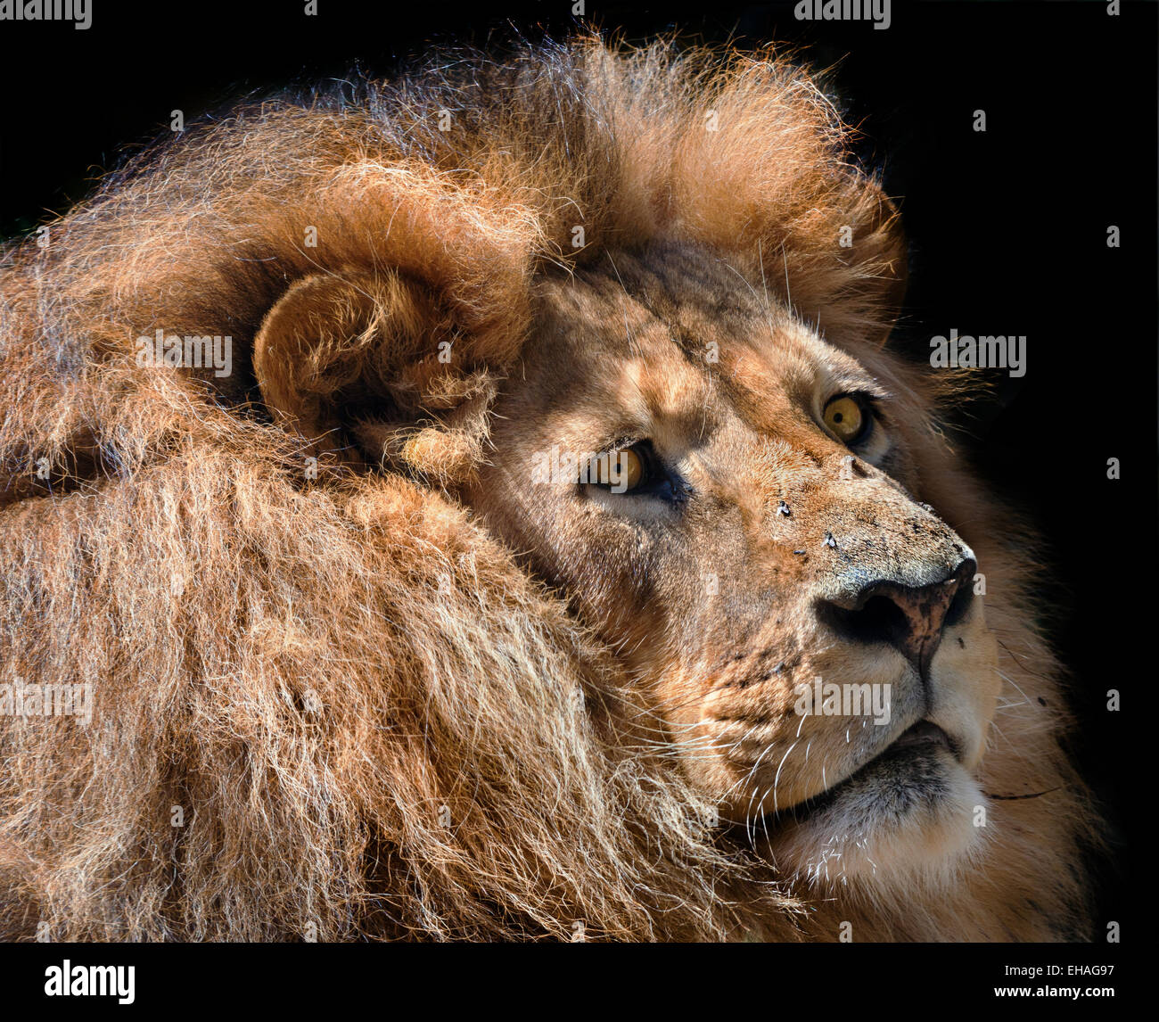 ein launisch Löwen denken Stockfoto