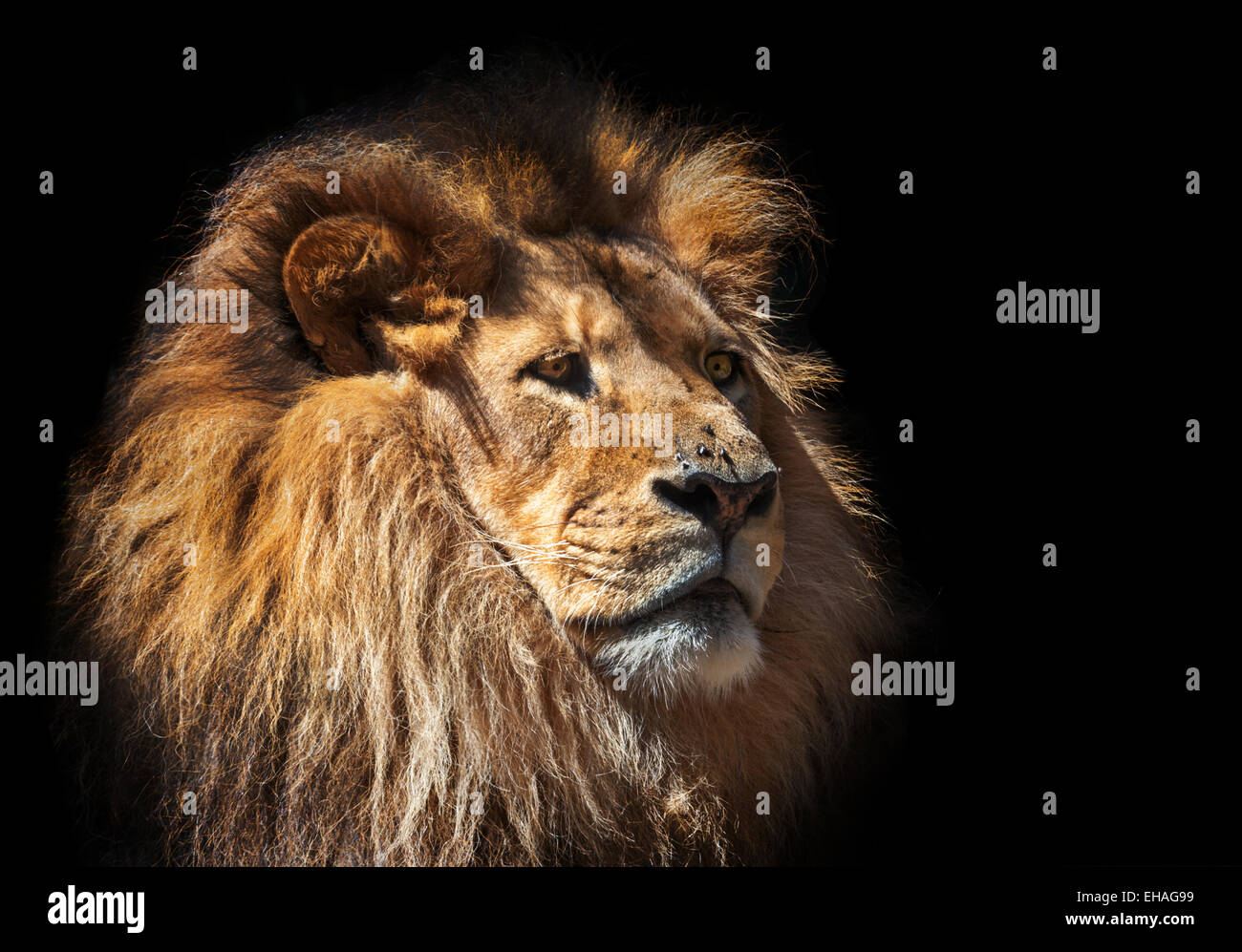ein launisch Löwen denken Stockfoto