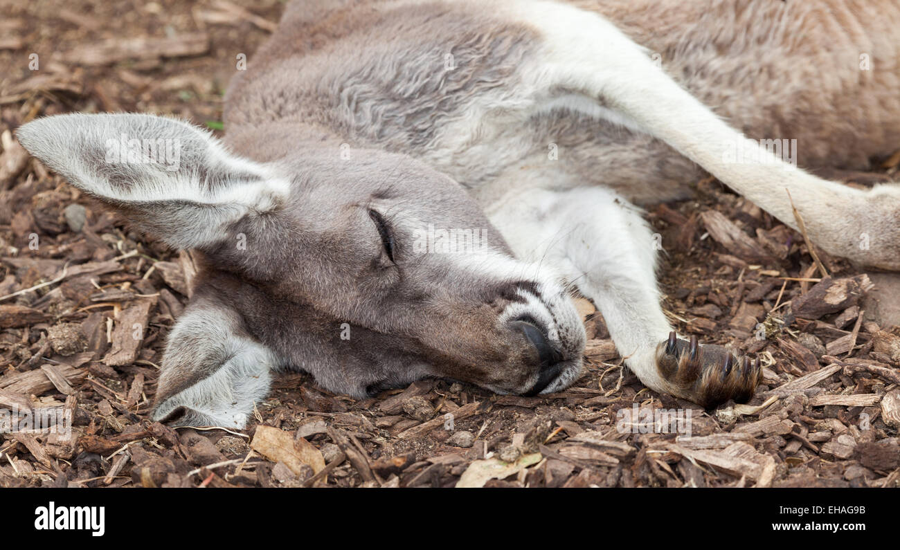 Australiens Tierwelt ein Känguru Stockfoto