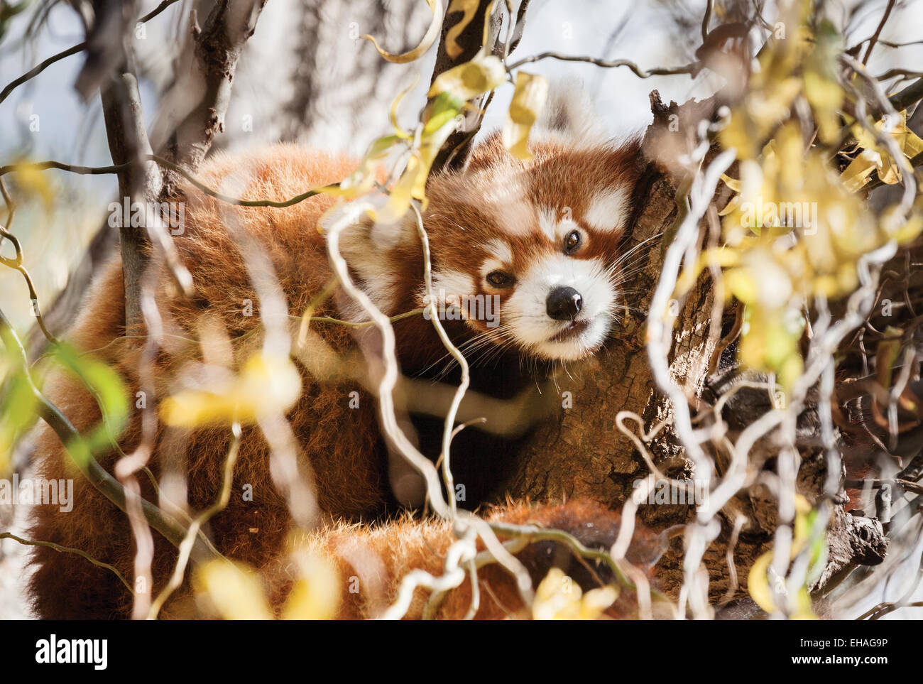 roter Panda im Baum in der Regel sehr aktiv Stockfoto