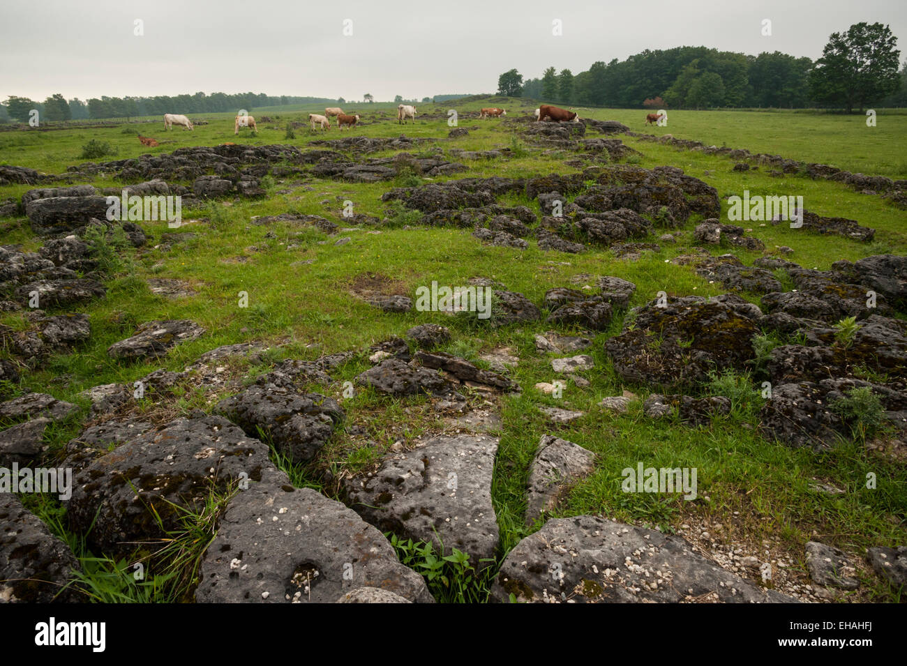 Rinder grasen auf Armen felsigen Weide im südlichen Ontario. Stockfoto