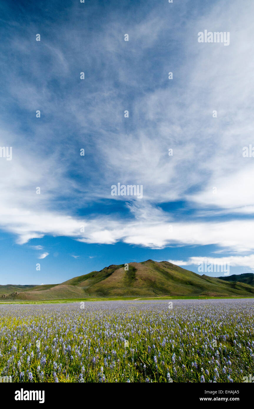 Camas Wiese an Camas Prairie Centennial Marsh Wildlife Management Area, Idaho Stockfoto