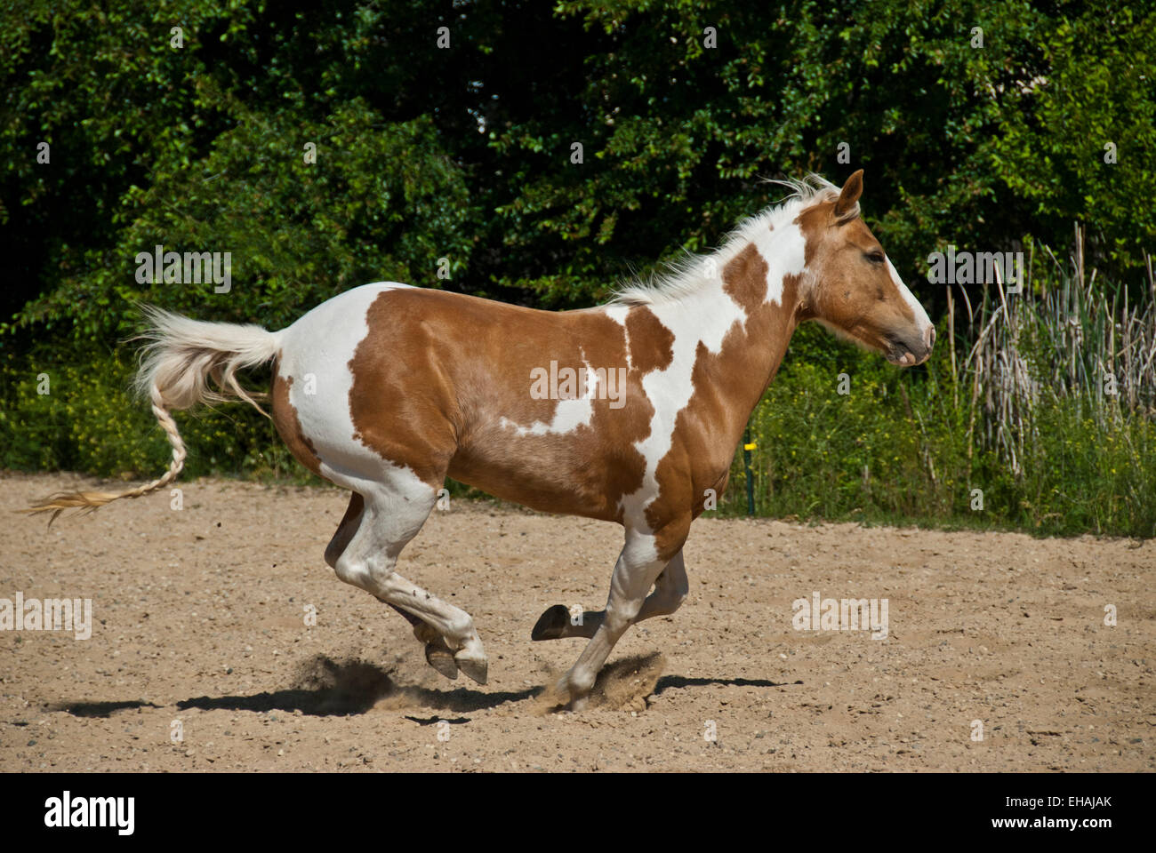 Amerikanisches Farbe Pferd laufen Stockfoto