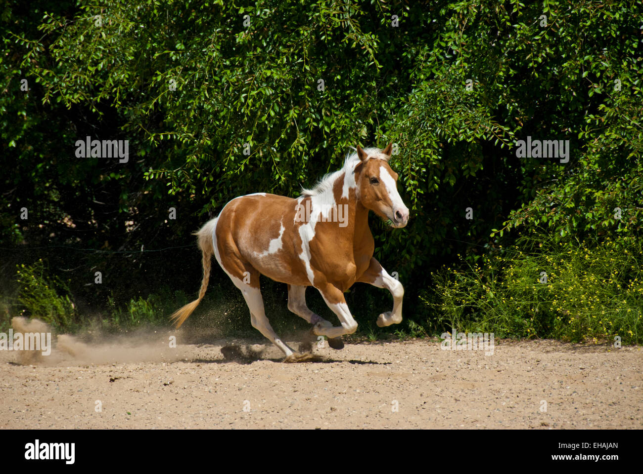 Amerikanisches Farbe Pferd laufen Stockfoto