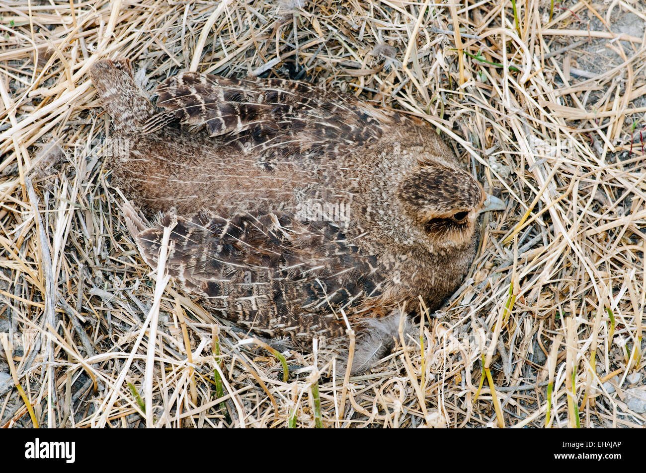 Ungarische (grau) Rebhuhn auf Nest im Stroh am Rand von Weizenfeld in Zentral-Idaho Stockfoto