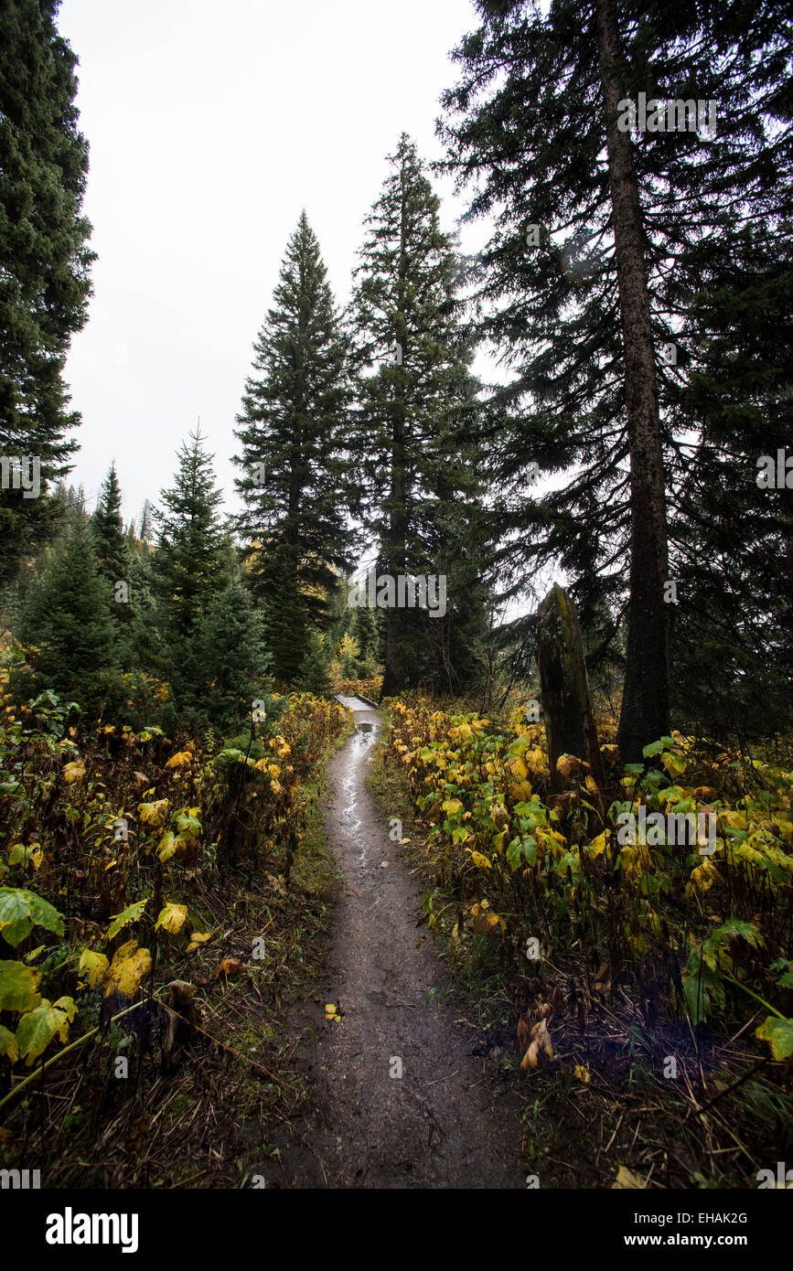 Blick nach Norden auf dem Jenny Lake Trail in Grant-Teton-Nationalpark, Wyoming, auf einem nassen Herbstnachmittag. Stockfoto