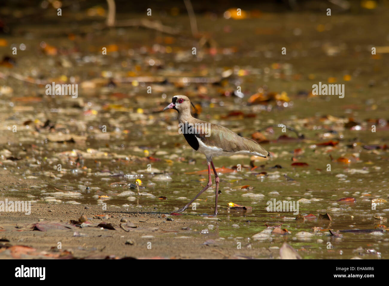 Südliche Kiebitz (Vanellus sp.), stehend auf einem See Stockfoto