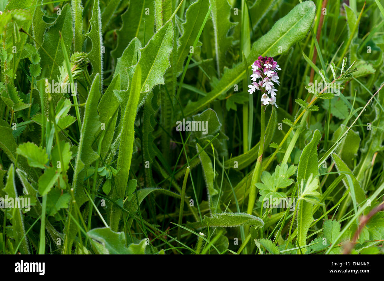 Verbrannte Orchidee (Neotinea Ustulata), eine kleine Blütenstand in den Schatten gestellt durch die umliegende Vegetation auf einer Wiese am Ufer der Ure Stockfoto