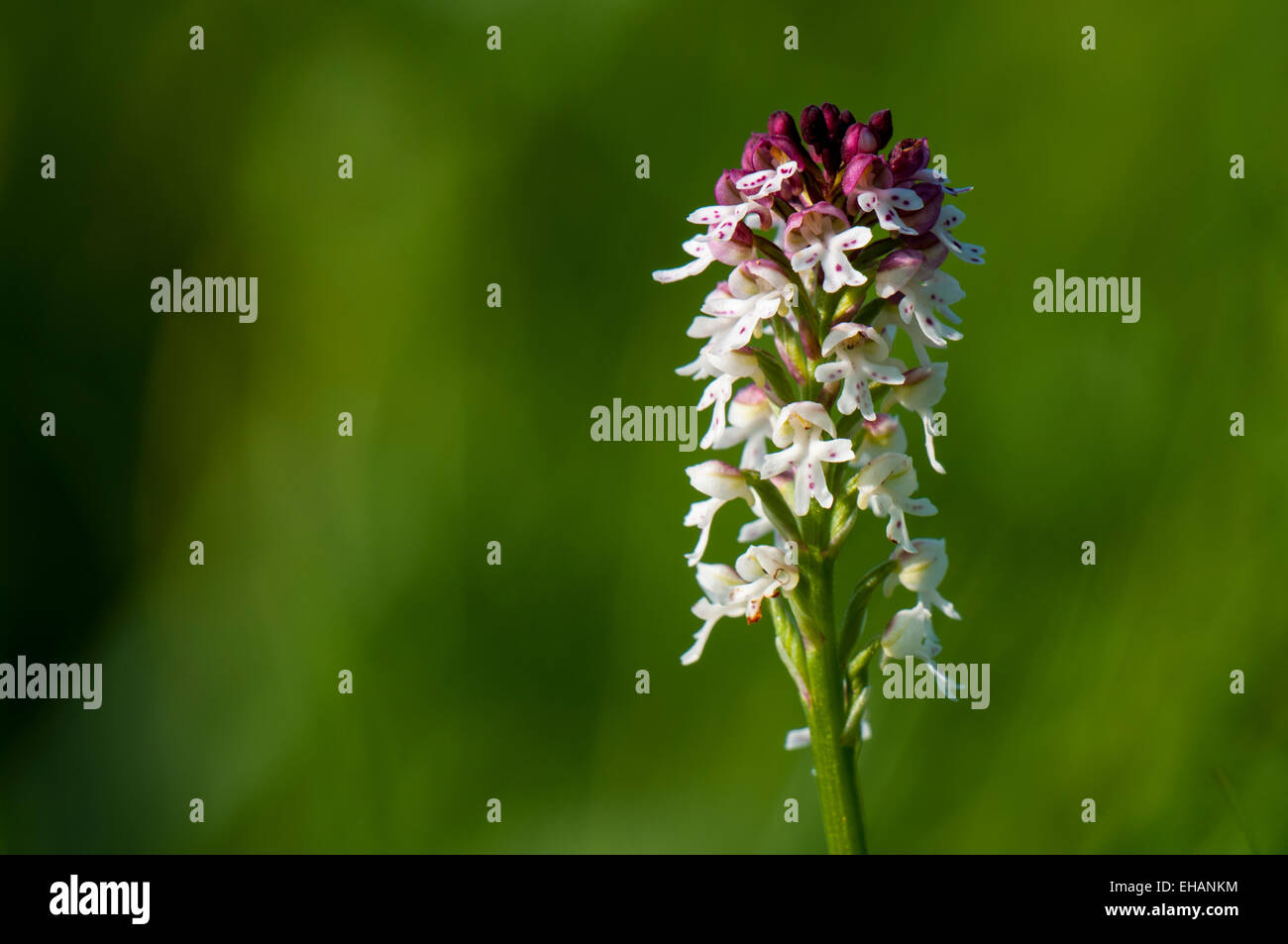 Verbrannte Orchidee (Neotinea Ustulata), ein einzelner Blütenstand blüht auf einer Wiese am Ufer des Ure am alten Glebe Leyburn, Wensl Stockfoto