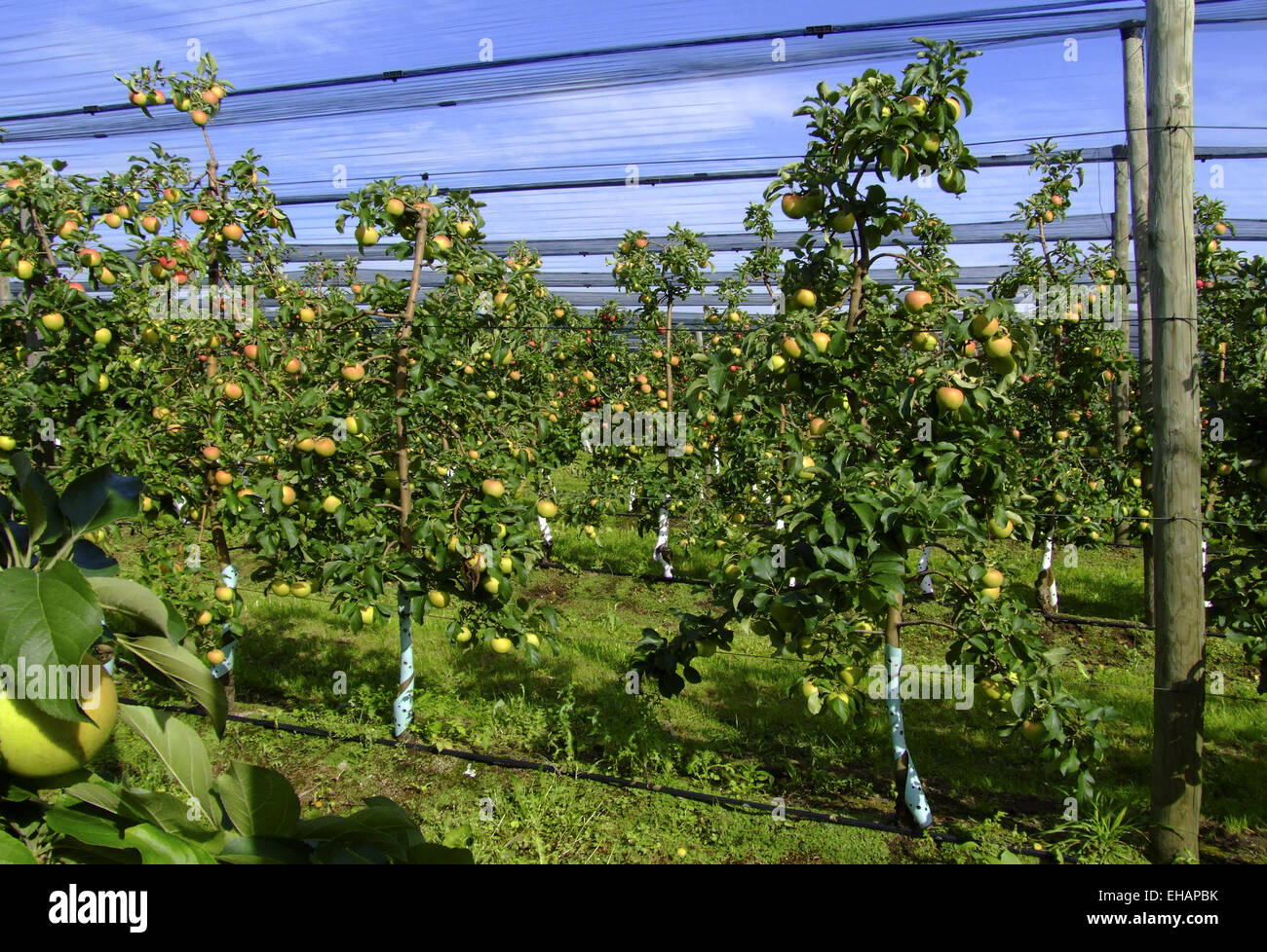 Landbau / Apfel-Plantage Stockfoto